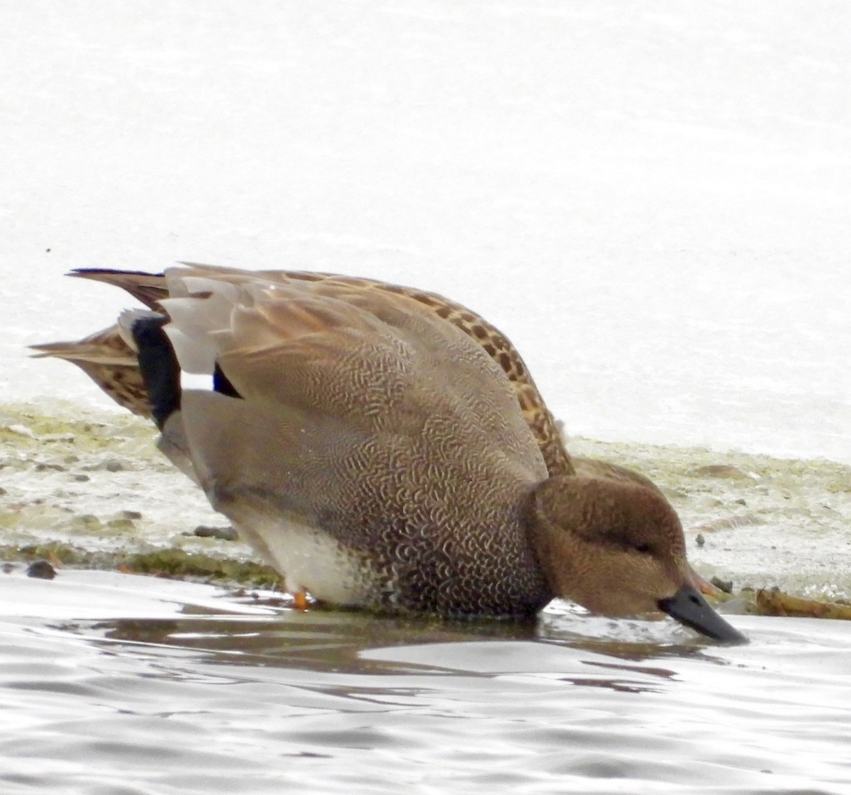 Серая утка - ML646715458