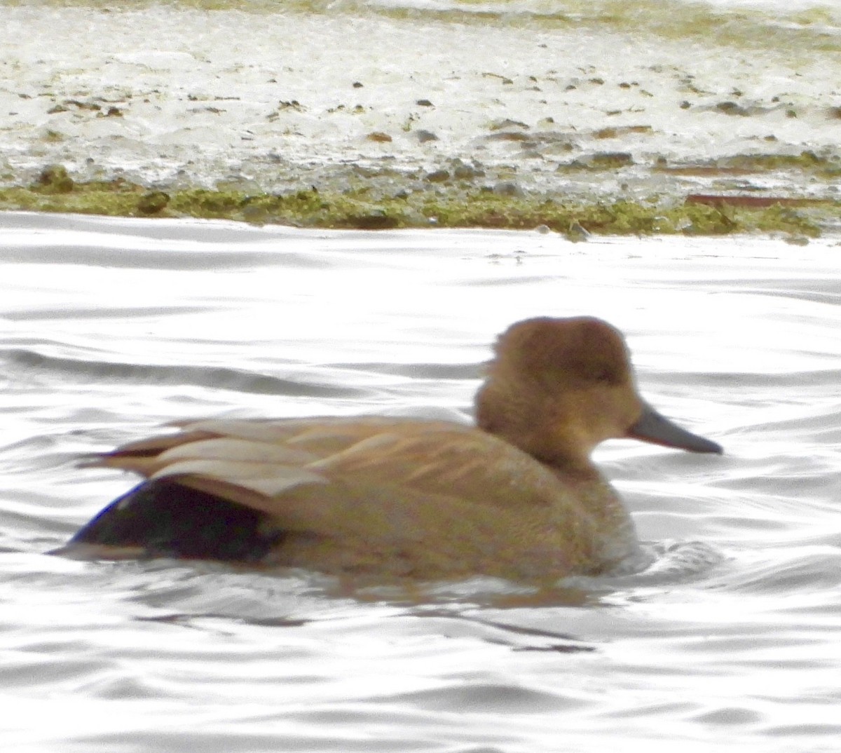 Серая утка - ML646715459