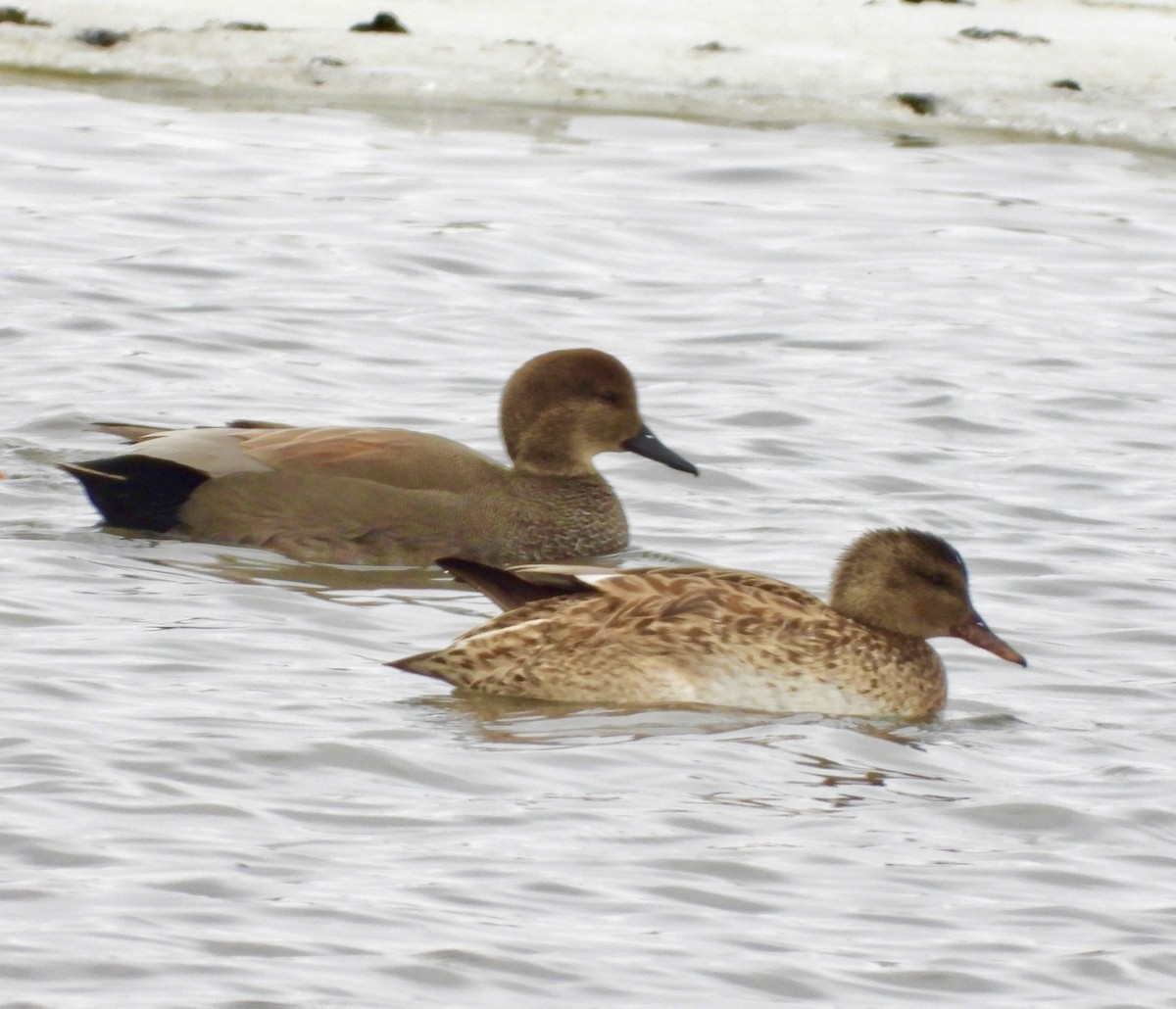 Серая утка - ML646715460