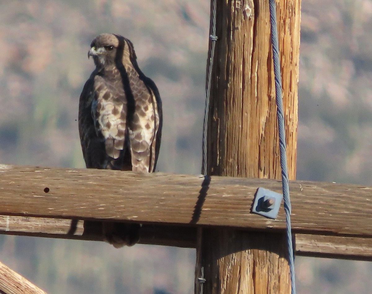 Red-tailed Hawk - ML646715462