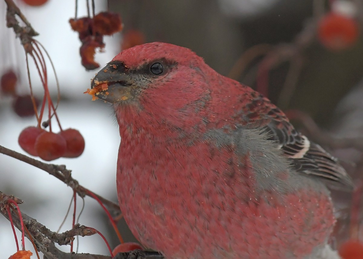 Pine Grosbeak - ML646715463