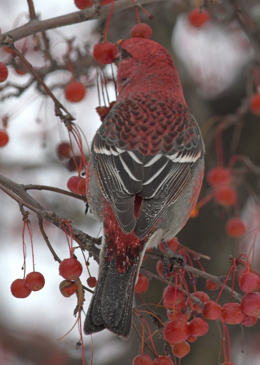 Pine Grosbeak - ML646715464