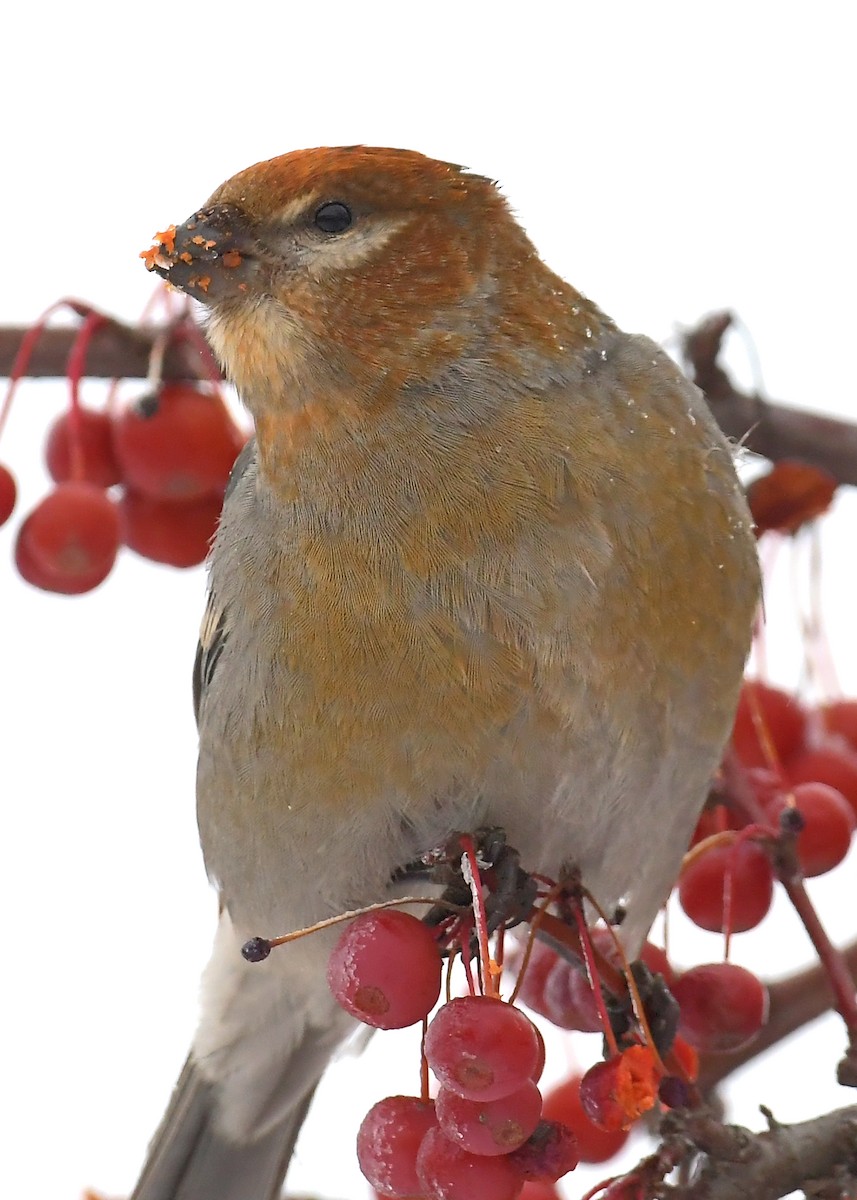 Pine Grosbeak - ML646715465