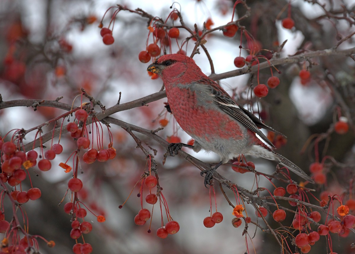 Pine Grosbeak - ML646715466
