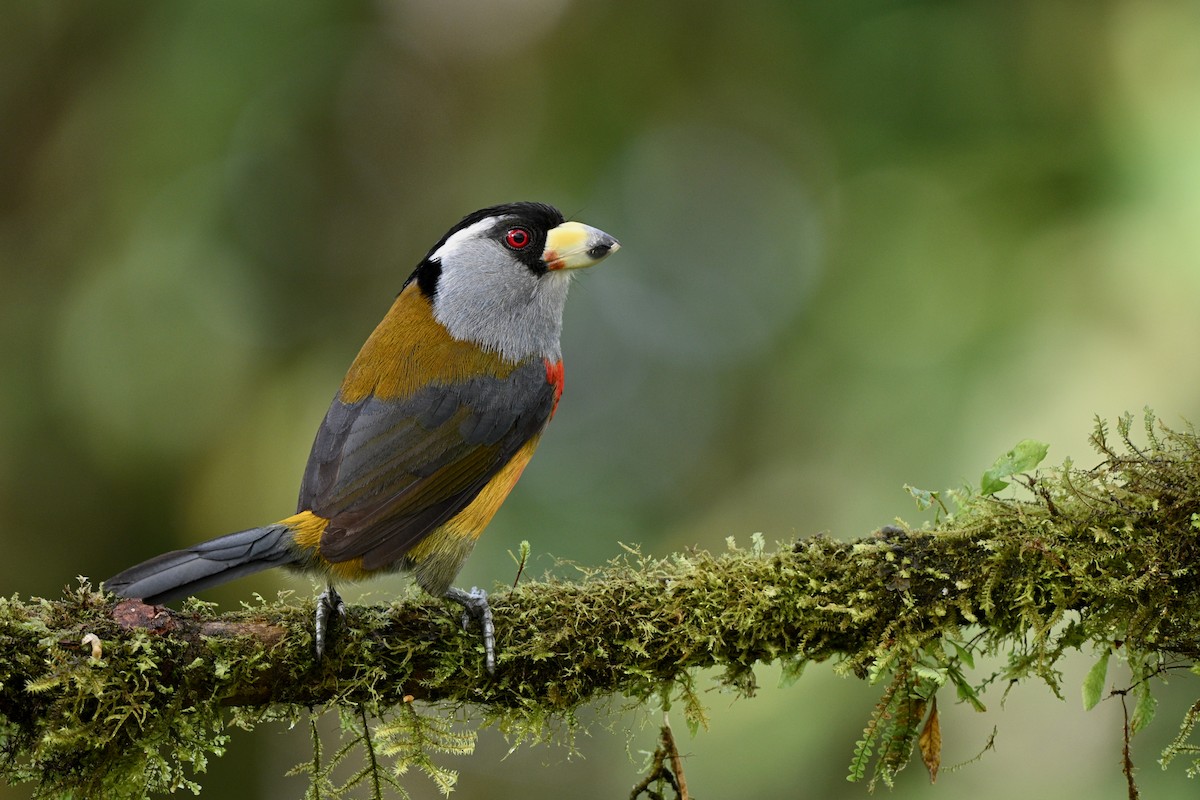 Tukan Barbeti - ML646715467