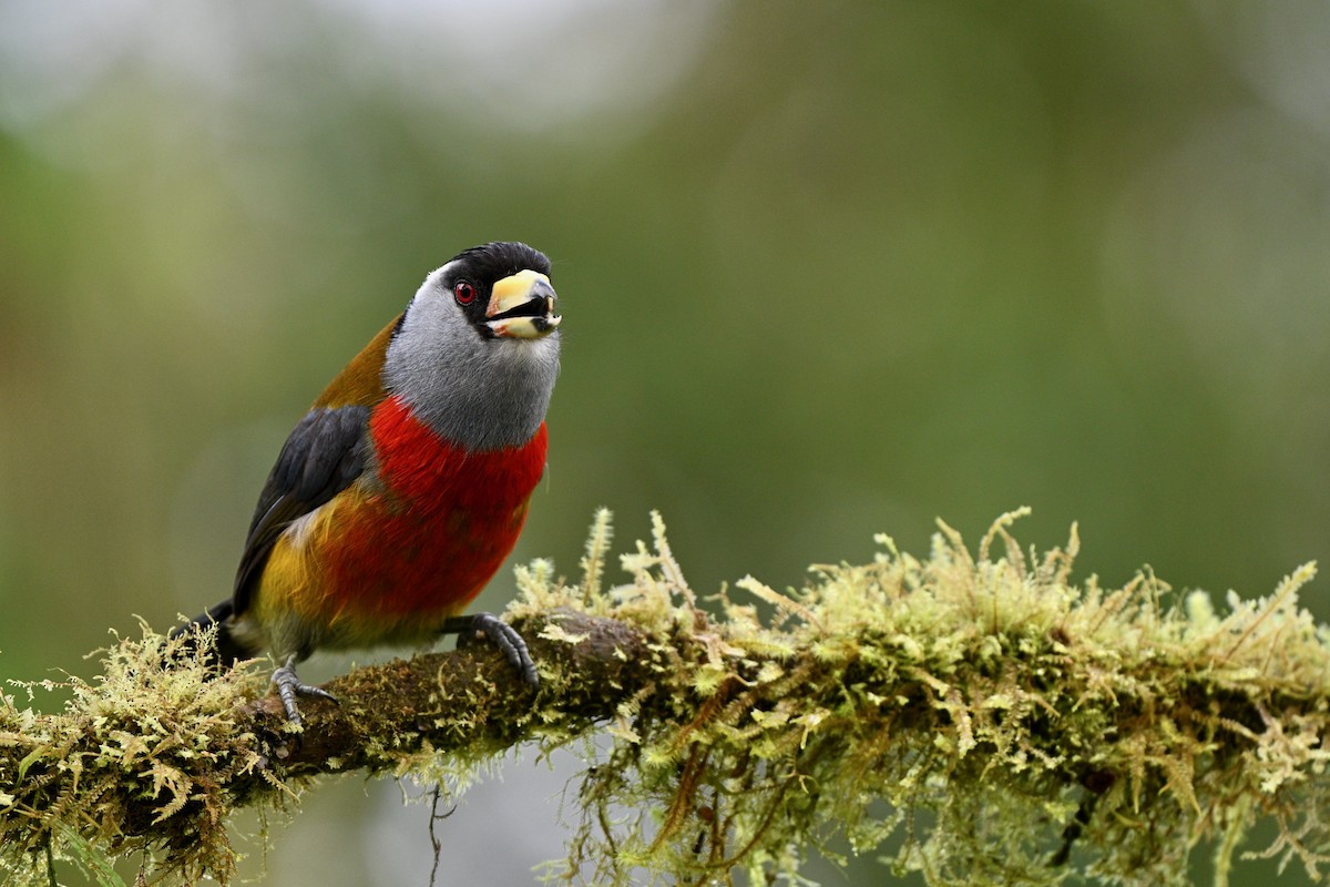 Tukan Barbeti - ML646715468