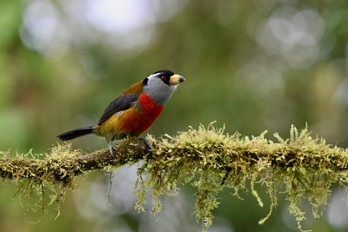 Tukan Barbeti - ML646715469