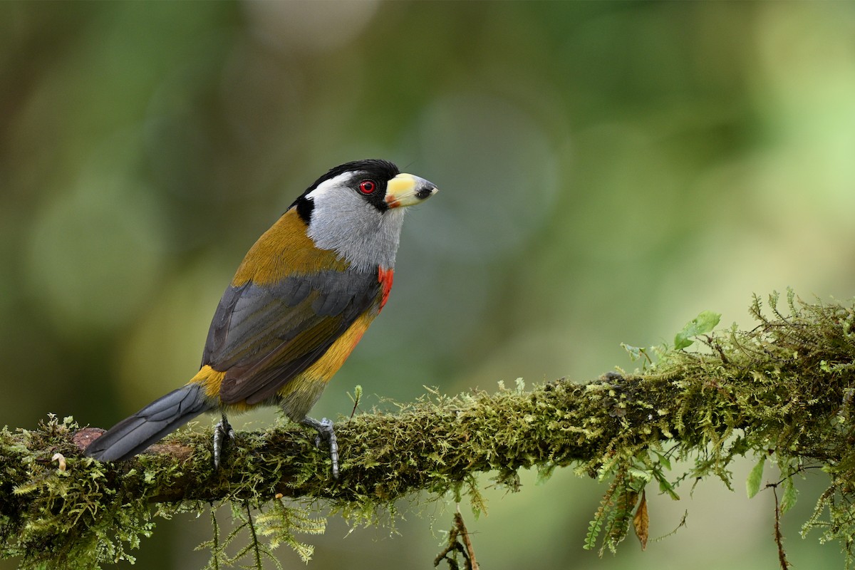 Tukan Barbeti - ML646715470