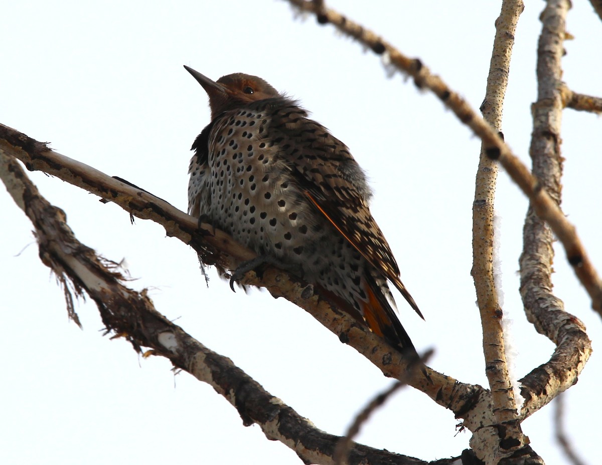 Northern Flicker - ML646715471