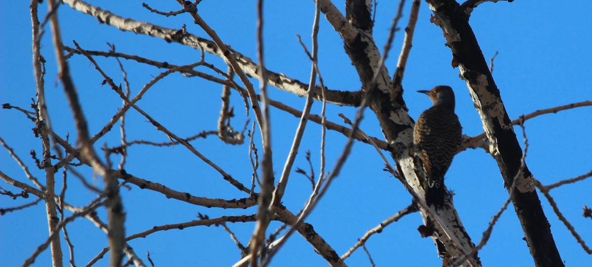 Northern Flicker - ML646715472