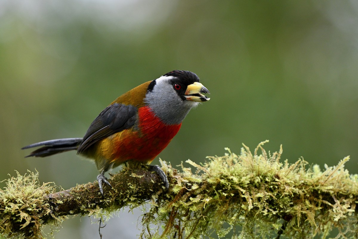 Tukan Barbeti - ML646715473