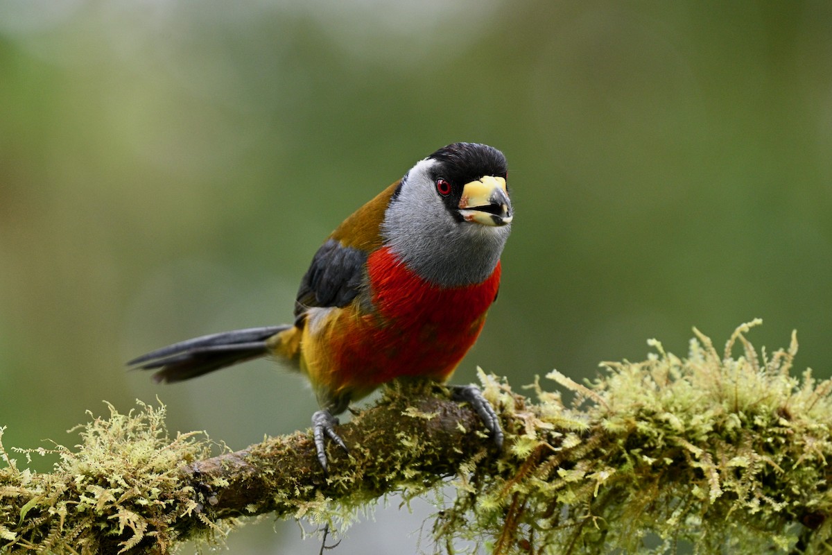 Tukan Barbeti - ML646715474