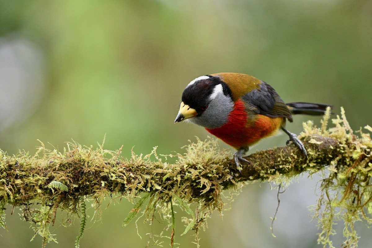 Tukan Barbeti - ML646715475