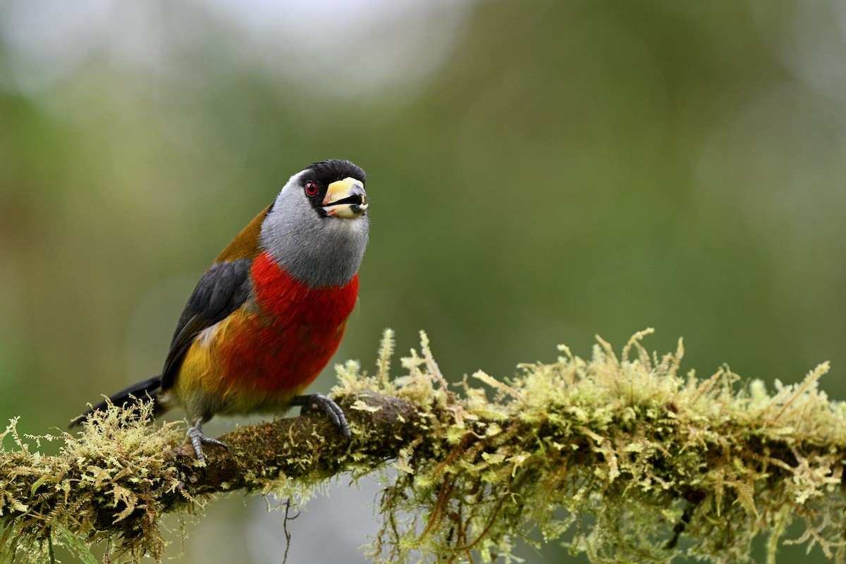 Tukan Barbeti - ML646715476