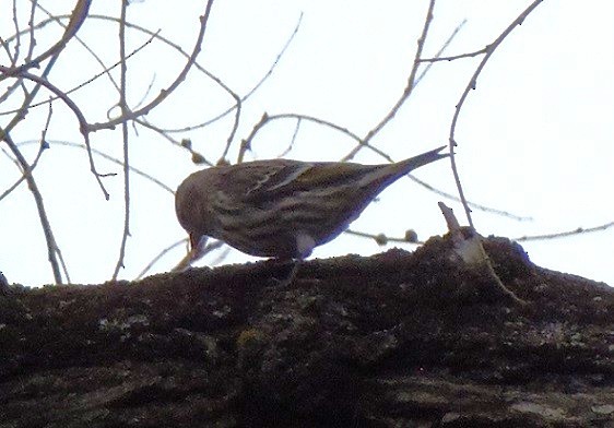 マツノキヒワ - ML646715477