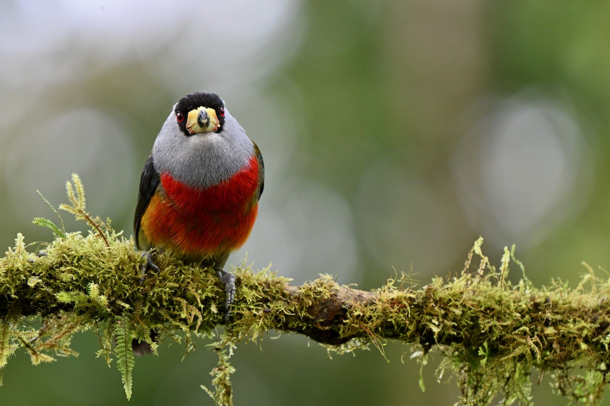 Tukan Barbeti - ML646715478