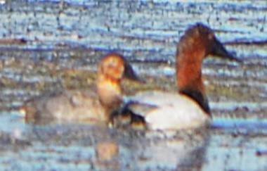 Murgilari bizkarzuria - ML646715479