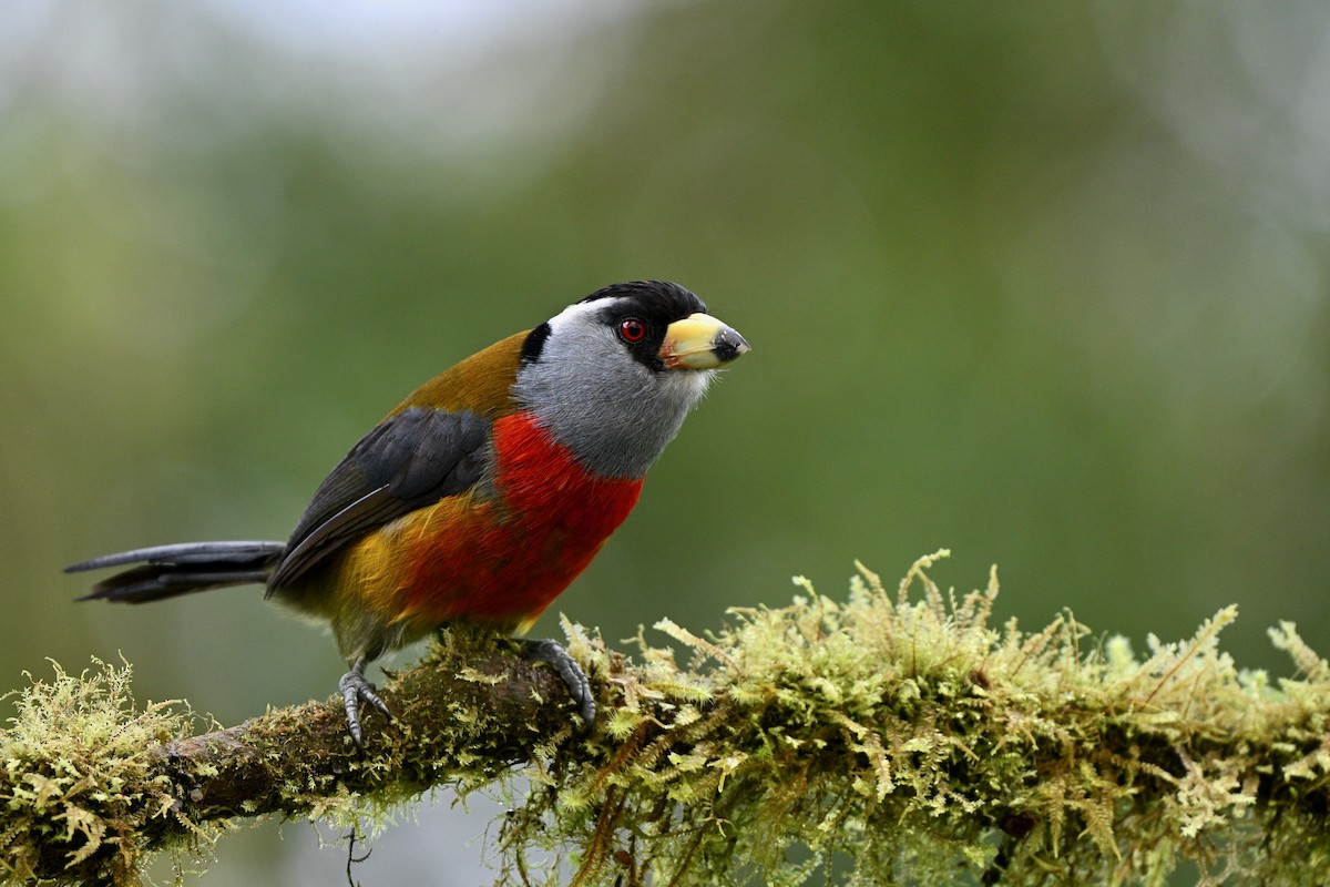 Tukan Barbeti - ML646715481