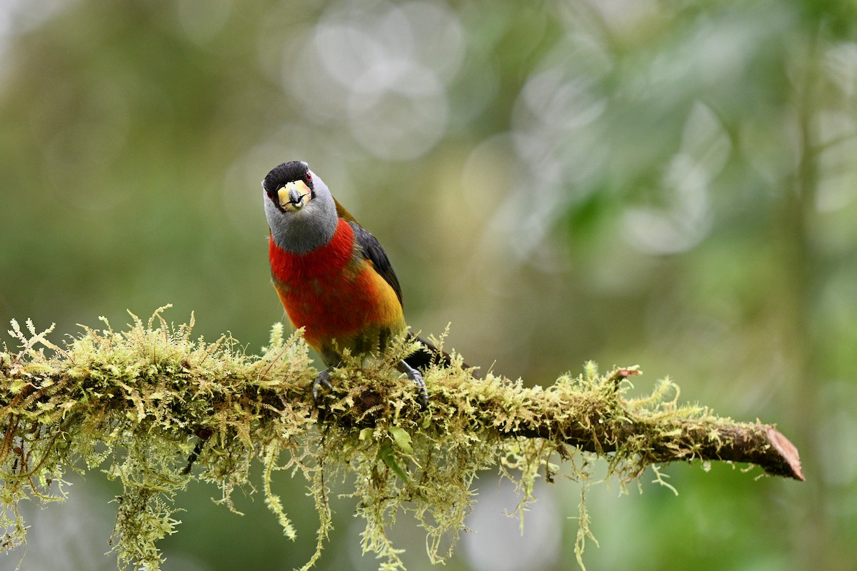 Tukan Barbeti - ML646715482