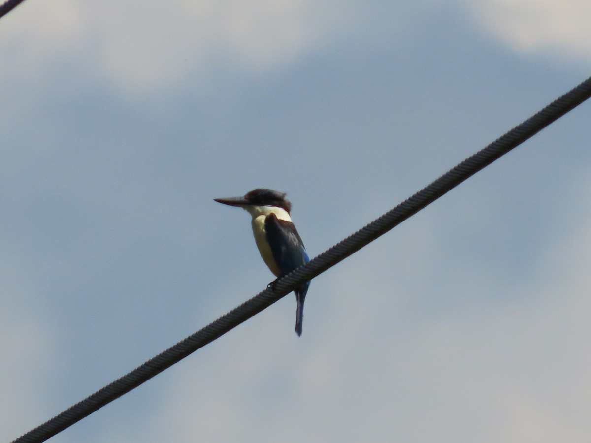 maskaraisfugl - ML646715483