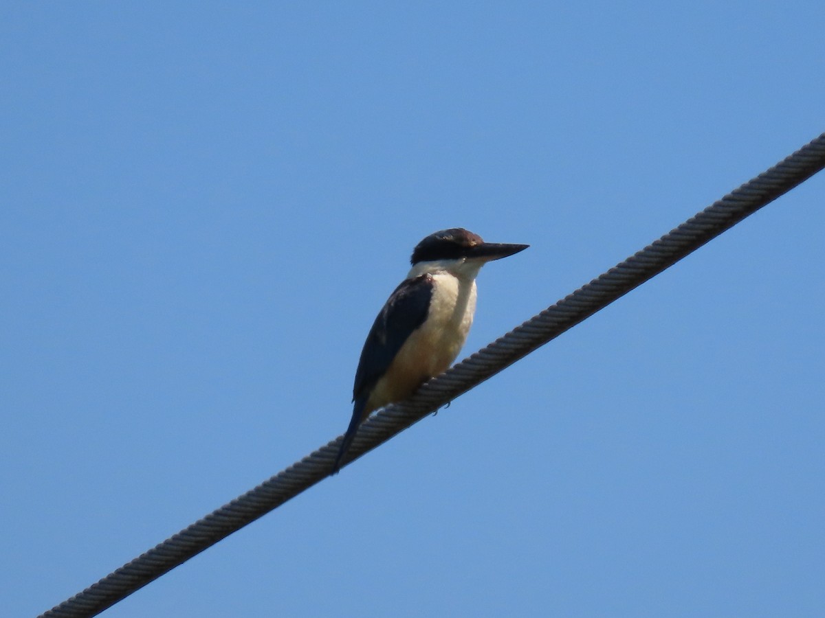 maskaraisfugl - ML646715484