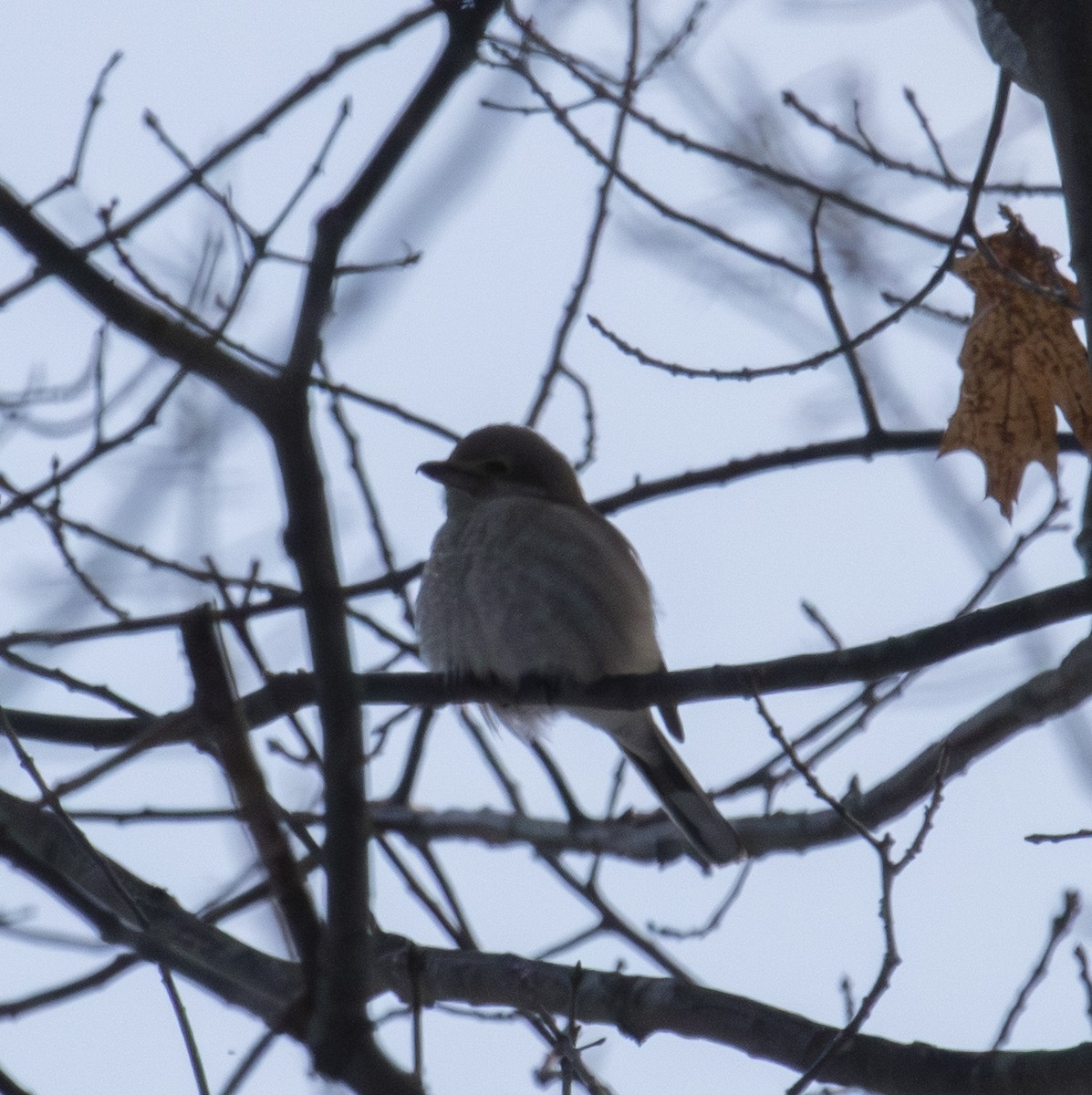 borealvarsler - ML646715485