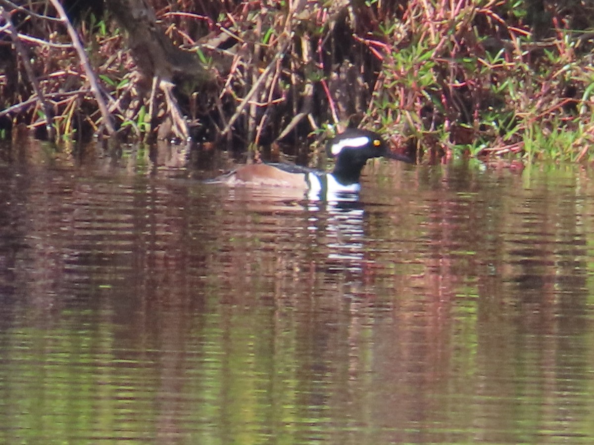 Başlıklı Tarakdiş - ML646715486