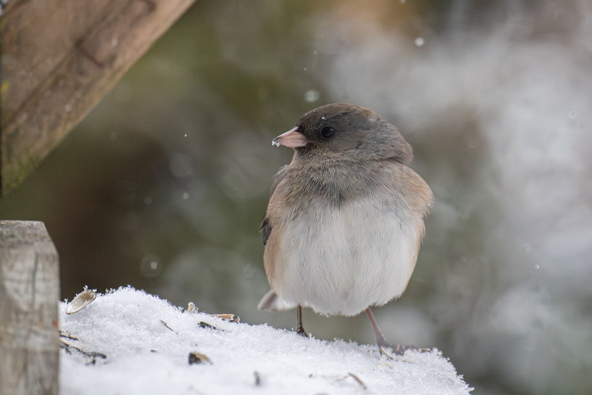 Dark-eyed Junco - ML646715488
