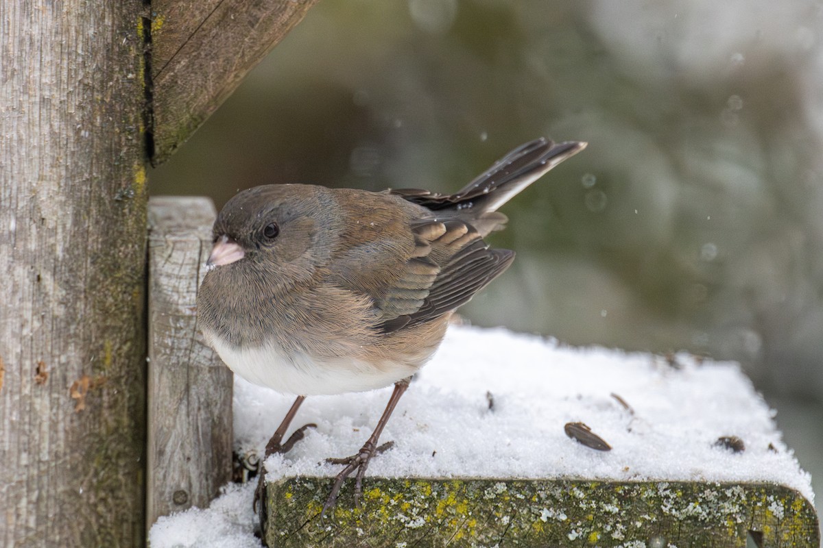 Dark-eyed Junco - ML646715489