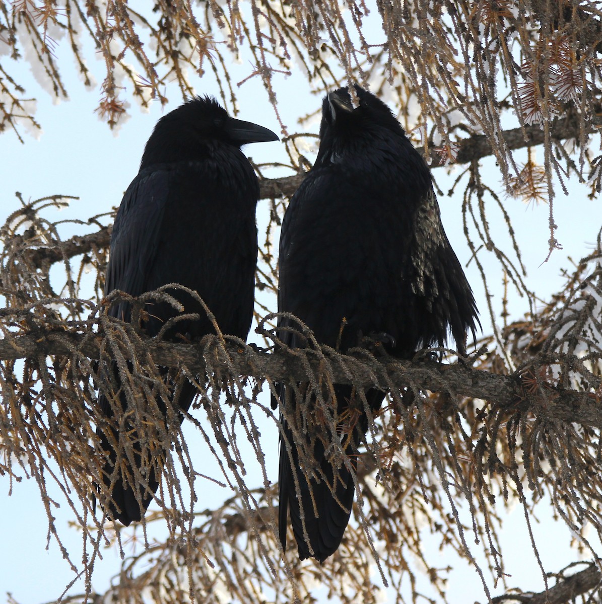 krkavec velký - ML646715491