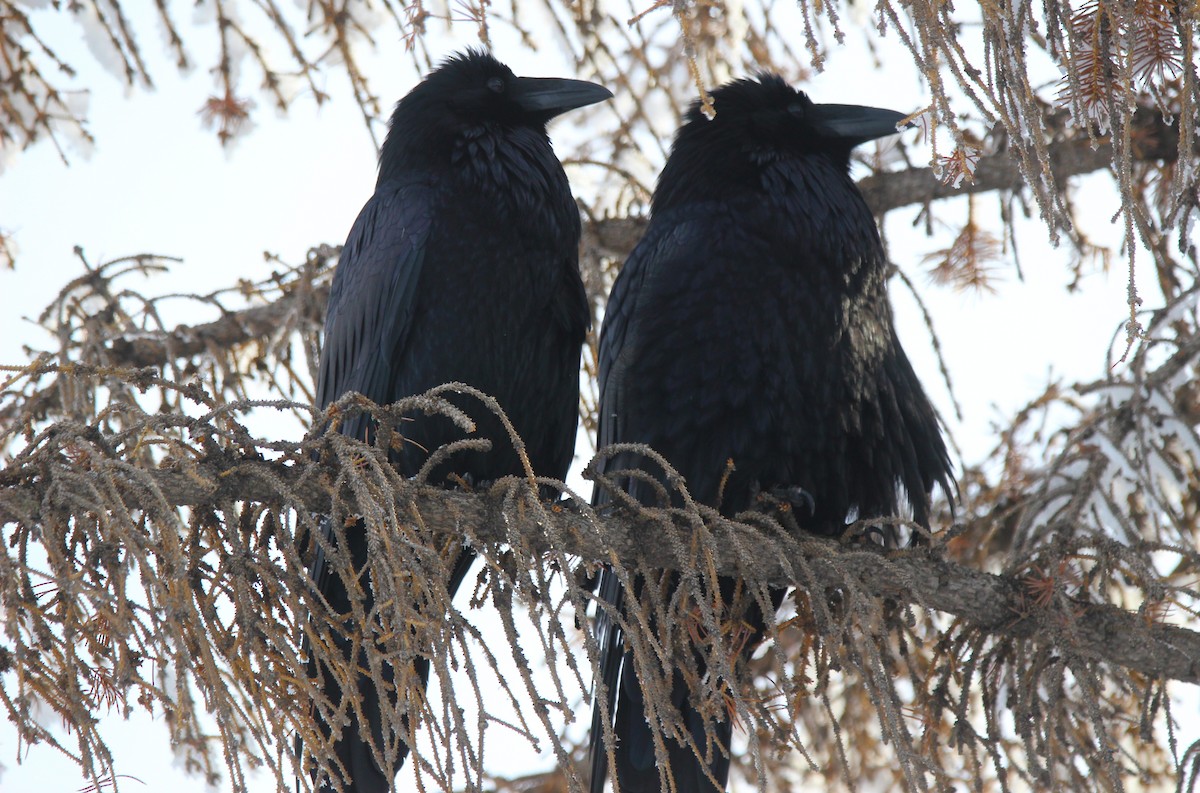 krkavec velký - ML646715492