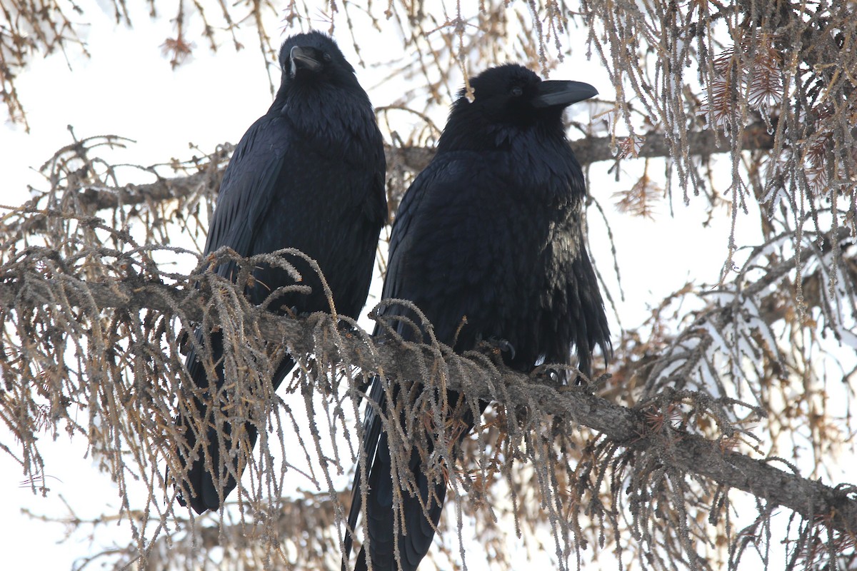 krkavec velký - ML646715493