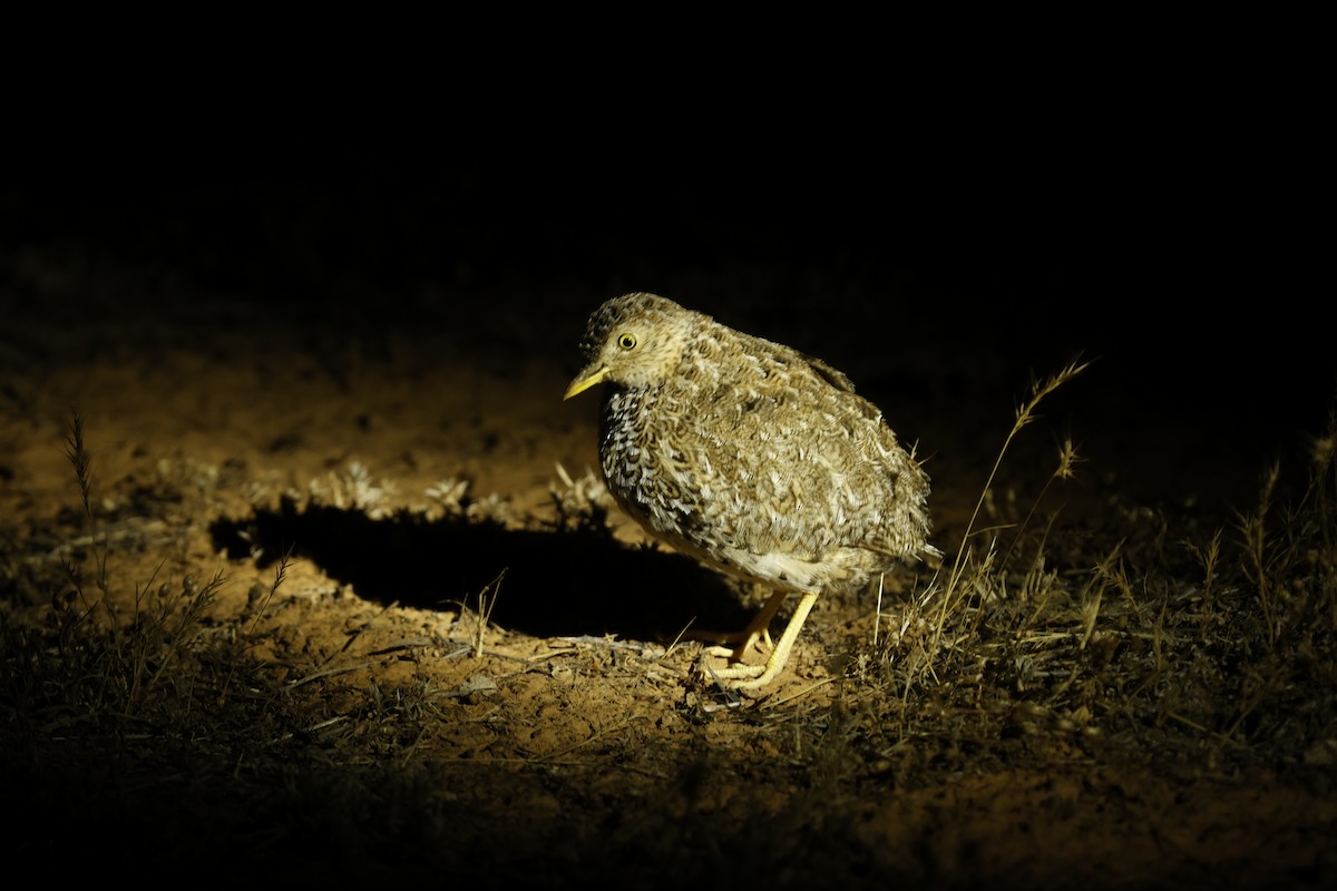 クビワミフウズラ - ML646715494