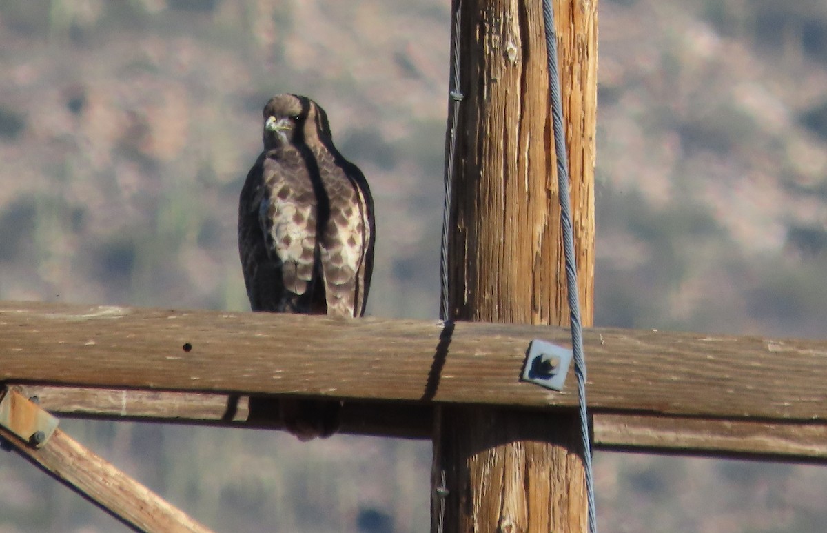 Red-tailed Hawk - ML646715495