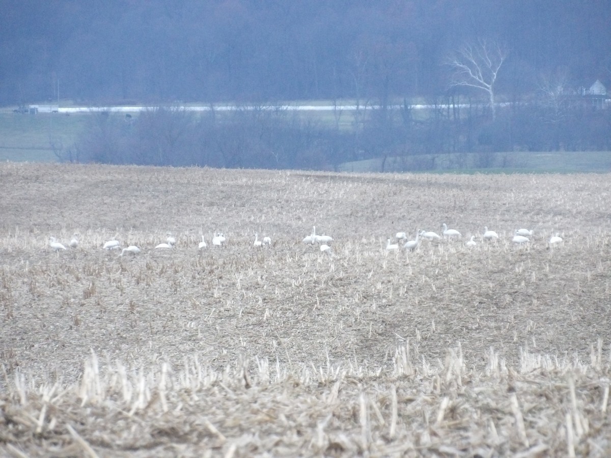 Гунгар хун - ML646715500