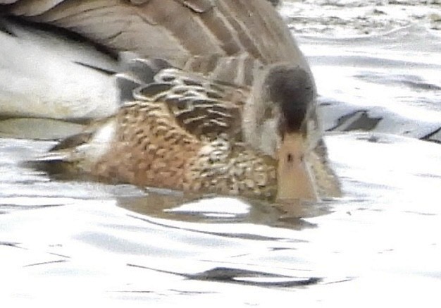 Ahate mokozabal zuria - ML646715501