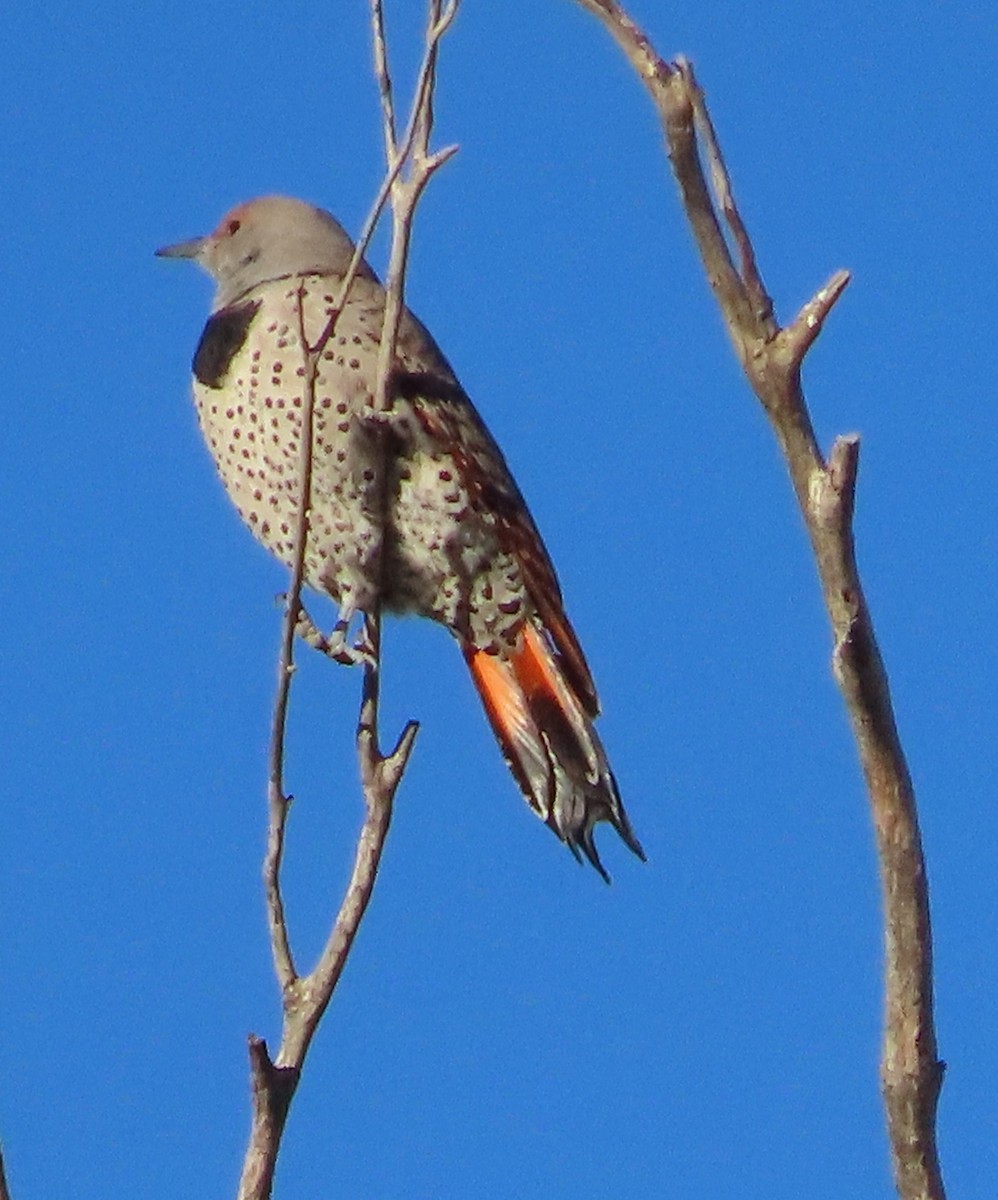 Northern Flicker - ML646715502