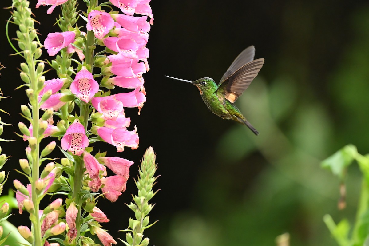 Inca à gemme bleue - ML646715503