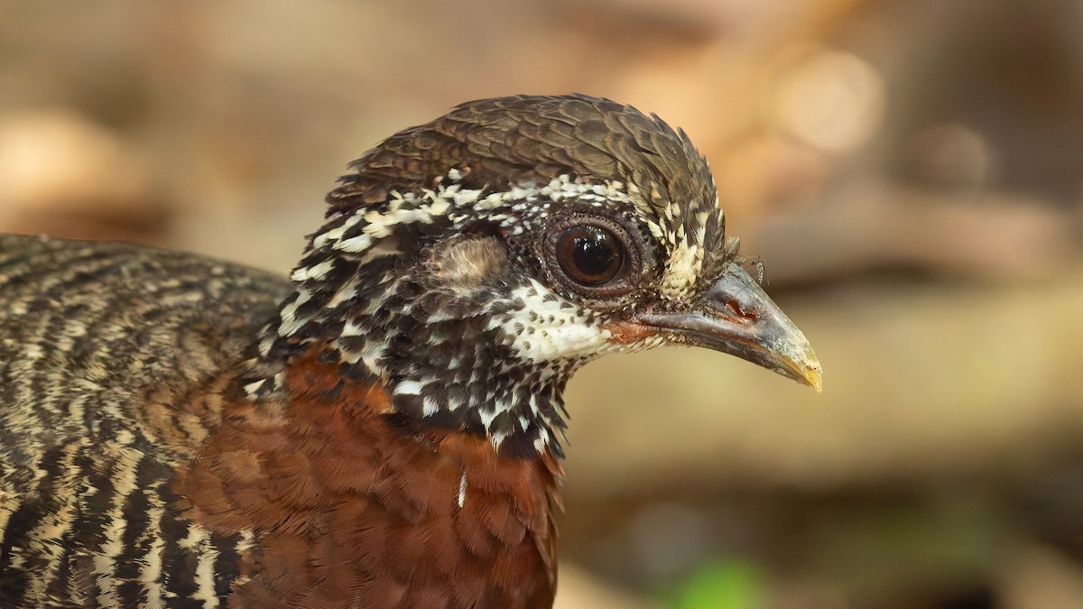 Sabah Partridge - ML646715512