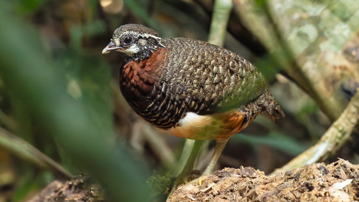 Sabah Partridge - ML646715513