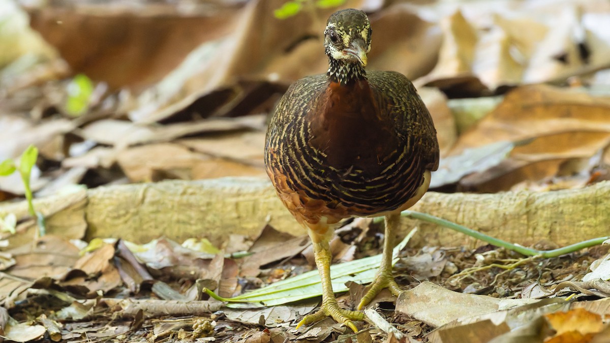Sabah Partridge - ML646715514
