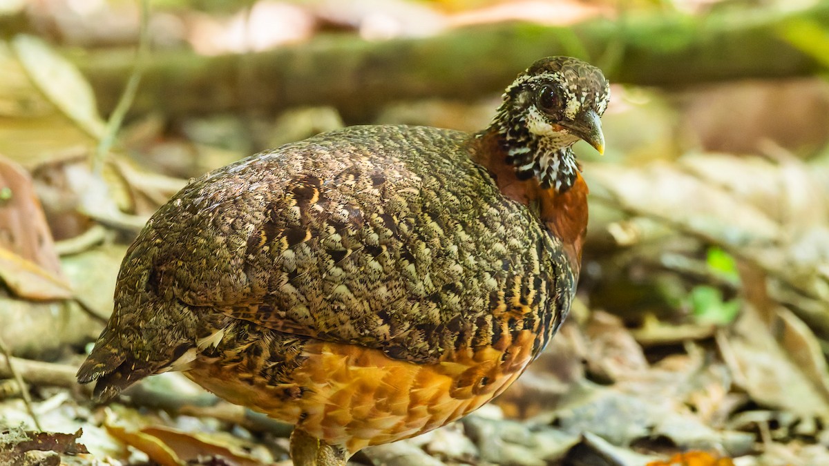 Sabah Partridge - ML646715515