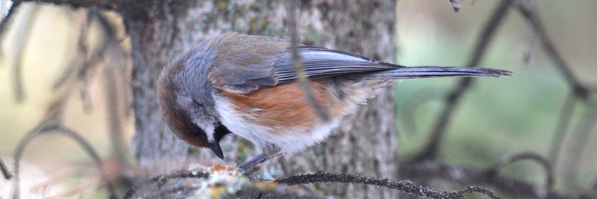 Boreal Chickadee - ML646715516