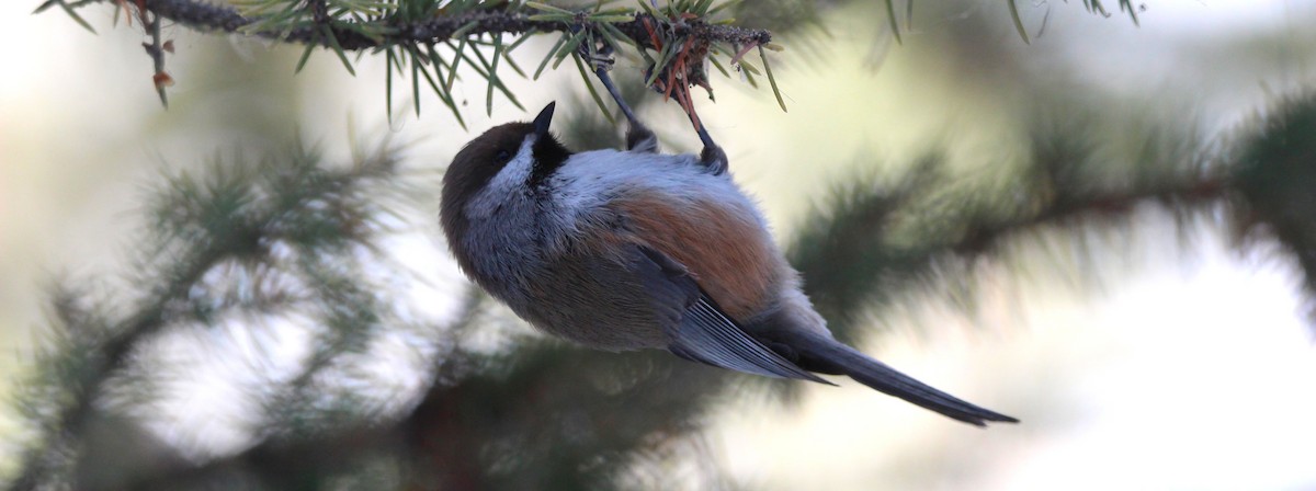 Boreal Chickadee - ML646715517