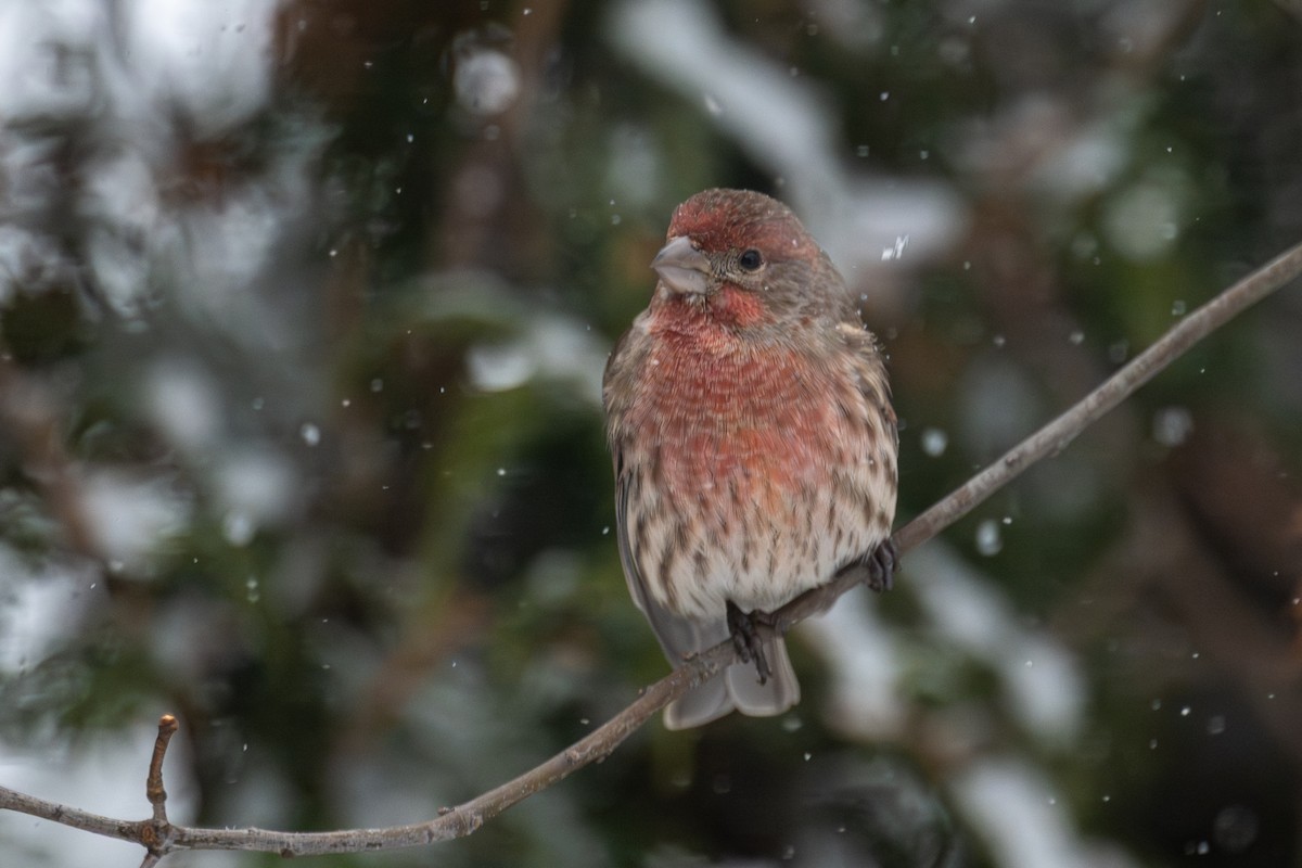 House Finch - ML646715518