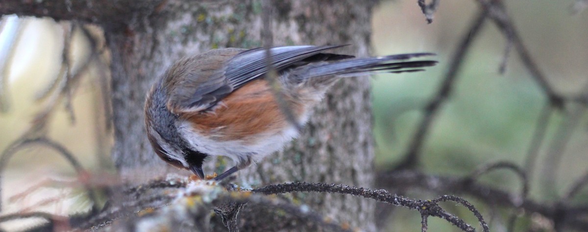 Boreal Chickadee - ML646715519