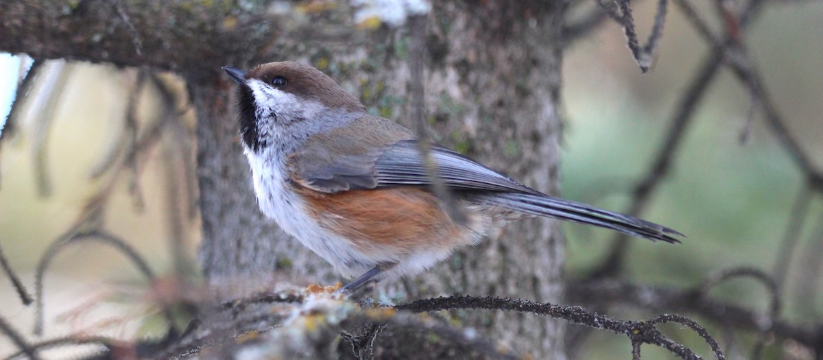 Boreal Chickadee - ML646715520
