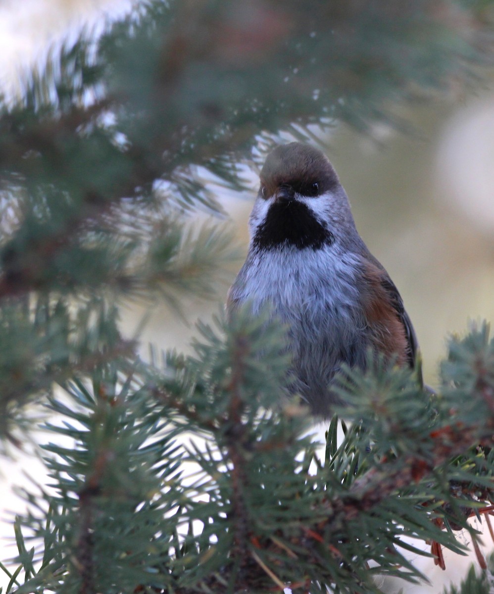 Boreal Chickadee - ML646715521