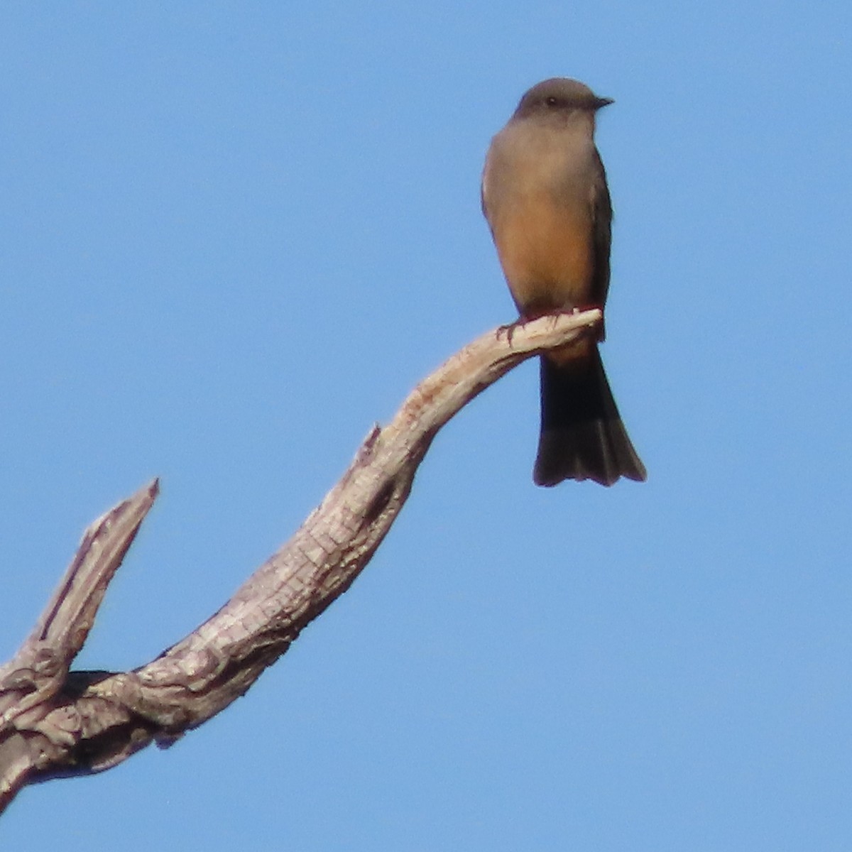 Say's Phoebe - ML646715522