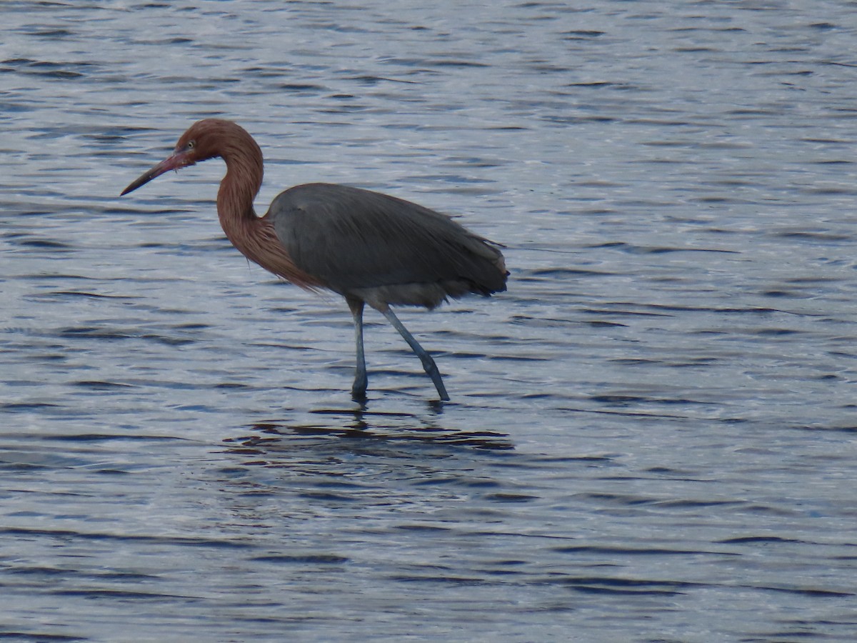 Kızılca Balıkçıl - ML646715523